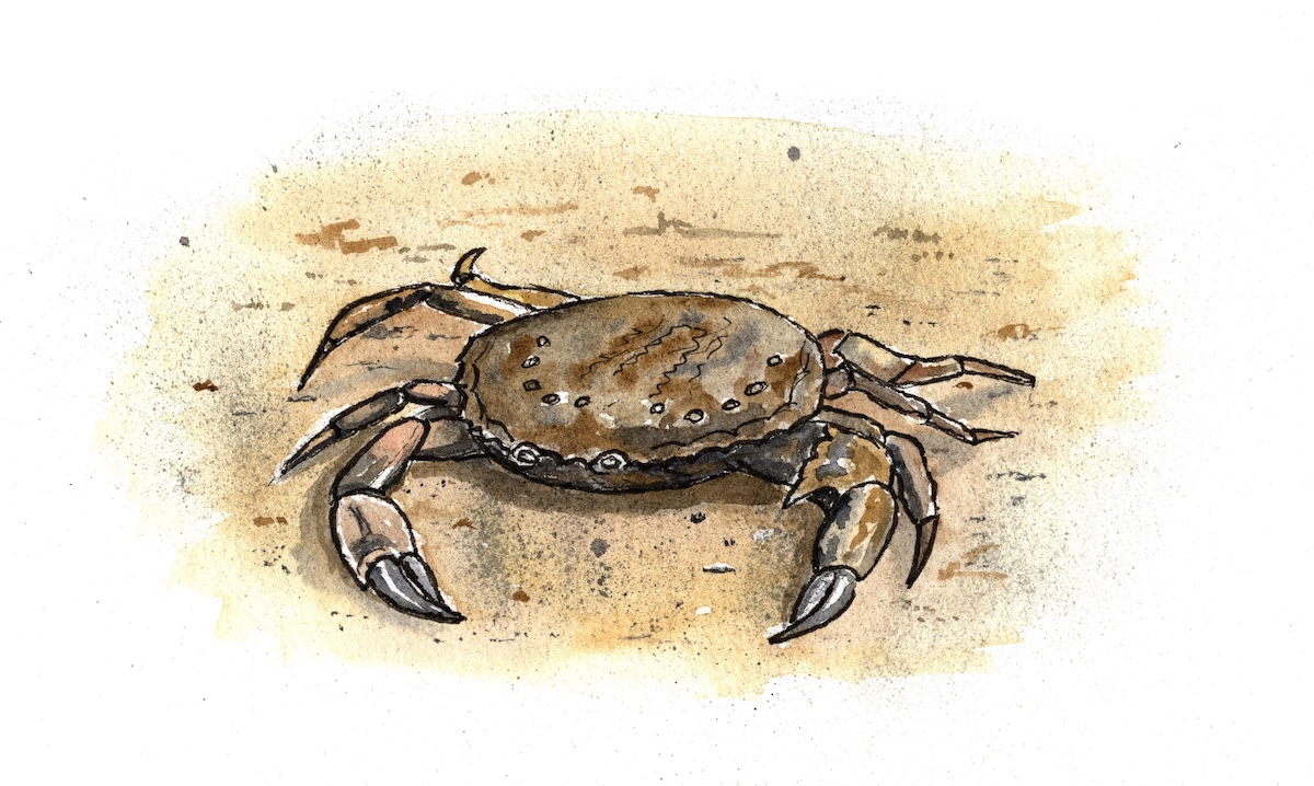 Crab on the beach illustration